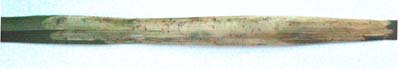Mine on Perennial Rye-grass - Lolium perenne Image:  Brian Pitkin