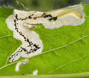 Mine of Mompha langiella on Chamerion angustifolium Image: Willem Ellis (Nederlandse bladmineerders)