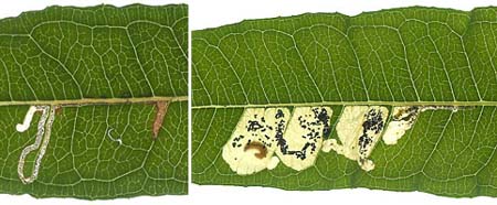 Mines of Mompha raschkiella on Chamerion angustifolium Image: Willem Ellis (Nederlandse bladmineerders)