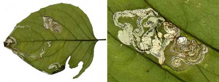 Mines of Mompha terminella on Circaea lutetiana Image: Willem Ellis (Nederlandse bladmineerders)