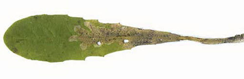 Mine of Ophiomyia cunctata on Taraxacum officinale. Image: Willem Ellis (Source: Nederlandse bladmineerders) 