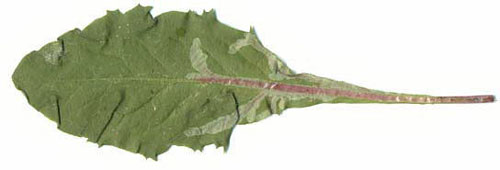 Mine of Ophiomyia pulicaria on Taraxacum officinale. Image: Willem Ellis (Source: Nederlandse bladmineerders)