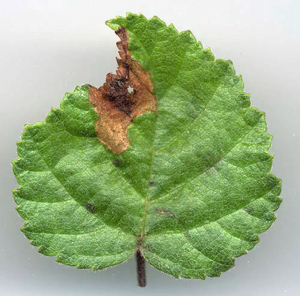 Mine of Orchestes jota on Betula pubescens Image: Willem Ellis (Nederlandse bladmineerders)