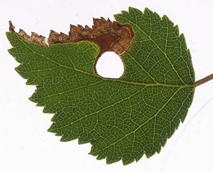 Mine of Orchestes rusci on Betula pendula Image: WIllem Ellis (Nederlandse bladmineerders)