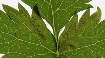 Mine of Phytomyza adjuncta on Pimpinella saxifraga. Image: Willem Ellis (Source: Nederlandse bladmineerders)