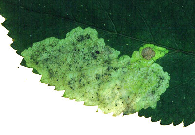 Mine of Phytomyza angelicae on Aquilegia sylvestris. Image: Brian Pitkin