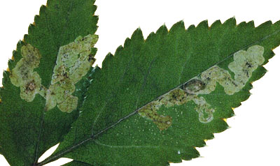 Mine of Phytomyza angelicastri on Angelica. Image Brian Pitkin