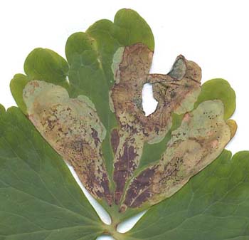 Mines of Phytomyza aquilegiae on Aquilegia vulgaris.  Image: Willem Ellis (Source: Nederlandse bladmineerders)