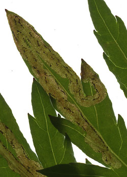 Mine on Phytomyza artemisivora on Artemisia vulgaris. Image: Willem Ellis (Source: Nederlandse bladmineerders)