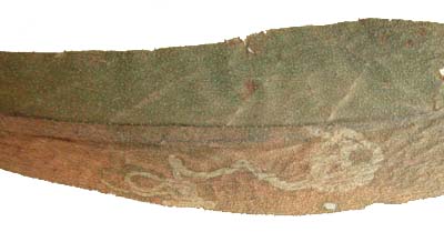 Mine of Phytomyza autumnalis on Centaurea nigra, ex Spencer Collection. Image: Brian Pitkin