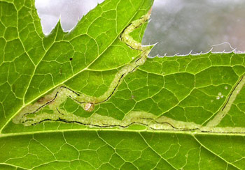 Mine of Phytomyza bipunctata on Echinops sp. Image: Rob Edmunds (Source: UK Leafmines)