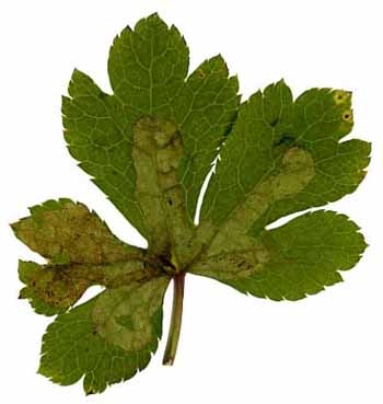 Mine of Phytomyza brunnipes on Sanicula europaea. Image: Willem Ellis (Source: Nederlandse bladmineerders)