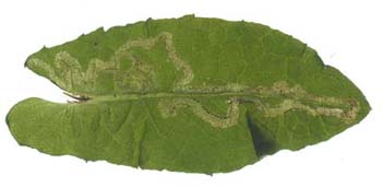 Mine of Phytomyza conyzae on Pulicaria dysenterica. Image: Willem Ellis (Source: Nederlandse bladmineerders)
