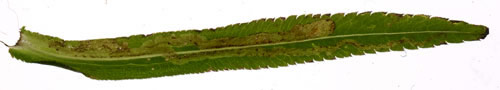 Mine of Phytomyza corvimontana on Achillea ptarmica. Image: Willem Ellis (Source: Nederlandse bladmineerders)
