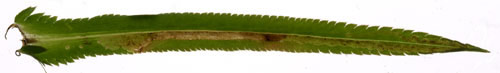 Mine of Phytomyza corvimontana on Achillea ptarmica. Image: Willem Ellis (Source: Nederlandse bladmineerders)
