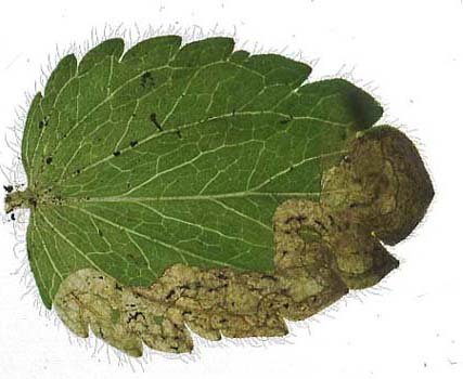 Mine of Phytomyza crassiseta on Veronica chamaedrys. Image: Willem Ellis (Source: Nederlandse bladmineerders) 