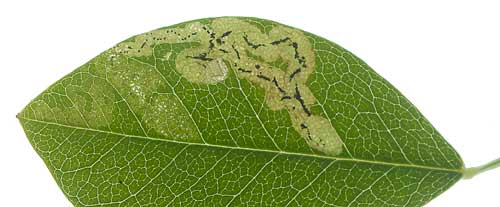 Mine of Phytomyza cytisi on Laburnum anagyroides. Image: Willem Ellis (Source: Nederlandse bladmineerders)