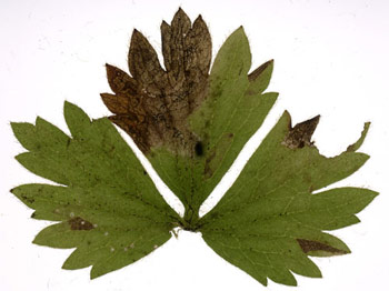 Mine of Phytomyza fallaciosa on Ranunculus repens. Image: Willem Ellis (Source: Nederlandse bladmineerders)