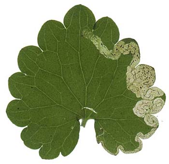 Mine of Phytomyza glechomae on Glechoma hederacea. Image: Willem Ellis (Source: Nederlandse bladmineerders)