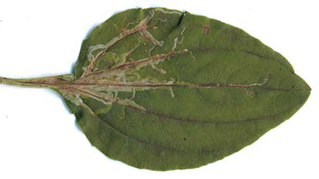 Mine of Phytomyza griffithsi on Plantago major. Image: Willem Ellis (Source: Nederlandse bladmineerders)