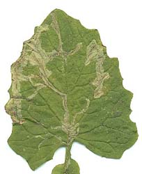 Mine of Phytomyza marginella on Lapsana communis. (upperside) Image: Willem Ellis (Source: Nederlandse bladmineerders)