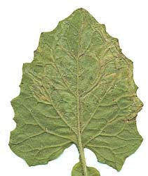 Mine of Phytomyza marginella on Lapsana communis. (underside) Image: Willem Ellis (Source: Nederlandse bladmineerders)