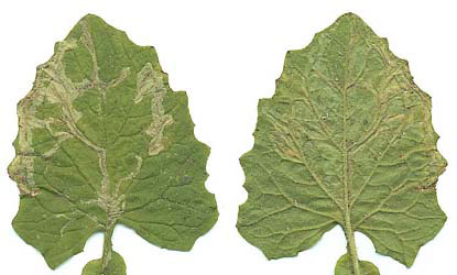 Mine of Phytomyza marginella on Lapsana communis. (upperside) Image: Willem Ellis (Source: Nederlandse bladmineerders)