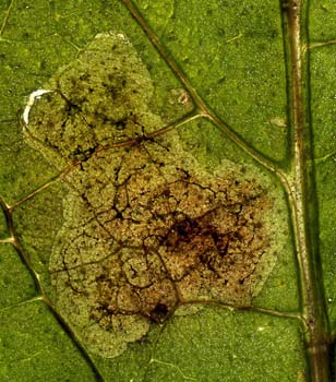 Mine of Phytomyza medicaginis on Symphytum officinale.  Image: Willem Ellis (Source: Nederlandse bladmineerders)