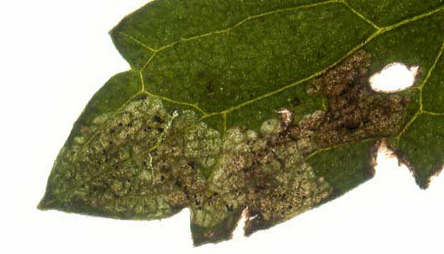 Mine of Phytomyza notata on Ranunculus acris. Image: Willem Ellis  (Source: Nederlandse bladmineerders) 