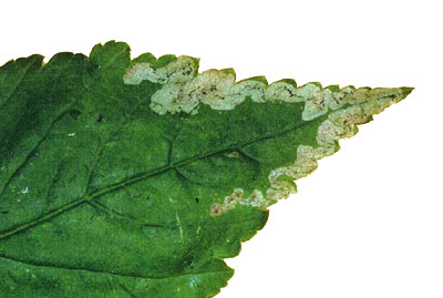 Mine of Phytomyza obscurella on Aegopodium podagraria. Image Brian Pitkin