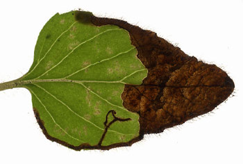 Mine of Phytomyza origani on Origanum vulgare. Image: Willem Ellis (Source: Nederlandse bladmineerders)