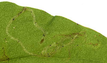 Mine of Phytomyza plantaginis on Plantago lanceolata. Image: Willem Ellis (Source: Nederlandse bladmineerders)