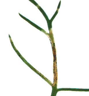 Mine of Phytomyza pullula on Matricaria maritima Image: Willem Ellis  (Source: Nederlandse bladmineerders)