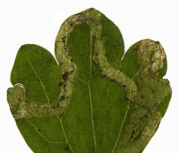 Mine of Phytomyza ranunculi on Ranunculus repens. Image: Willem Ellis (Source: Nederlandse bladmineerders)