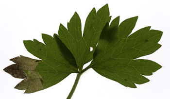 Mine of Phytomyza rydeni on Ranunculus acris. Image: Willem Ellis (Source: Nederlandse bladmineerders) 