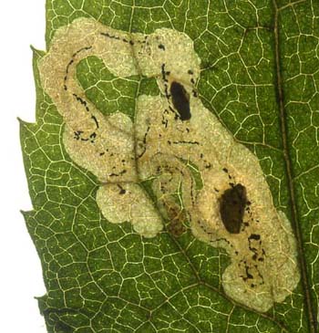 Mine of Phytomyza solidaginis on Solidago virgaurea. Image: Willem Ellis (Source: Nederlandse bladmineerders)