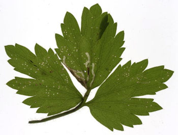 Mine of Phytomyza stolonigena on Ranunculus repens. Image: Willem Ellis (Source: Nederlandse bladmineerders)