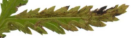 Mine of Phytomyza tanaceti on Tanacetum vulgare. Image: Willem Ellis (Source: Nederlandse bladmineerders)