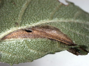 Mine of Parornix betulae on Betula pubescens Image: Willem Ellis (Nederlandse bladmineerders)