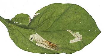 Mine of Pegomya flavifrons on Silene dioica. Image: Willem Ellis (Source: Nederlandse bladmineerders)