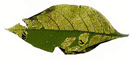 Mine of Pegomya hyoscyami on Atropa belladonna. Image: Willem Ellis (Source: Nederlandse bladmineerders)