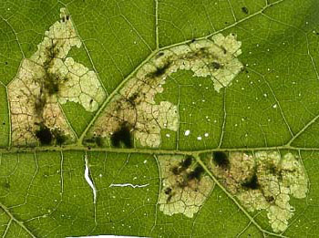 Mine of Pegomya laticornis on Arctium sp. Image: Willem Ellis (Source: Nederlandse bladmineerders)