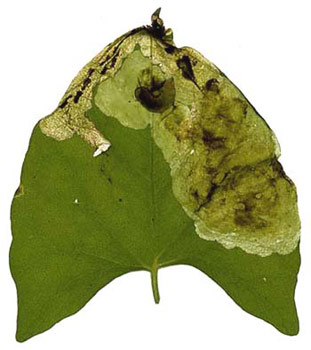 Mine of Pegomya setaria on Fallopia baldschuchianica . Image: Willem Ellis (Source: Nederlandse bladmineerders)
