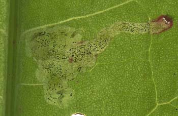 Mine of Pegomyia solennis on Rumex obtusifolius. Image: Willem Ellis (Source: Nederlandse bladmineerders)