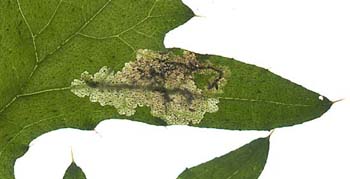 Mine of Pegomya steini on Cirsium vulgare. Image: Willem Ellis (Source: Nederlandse bladmineerders)