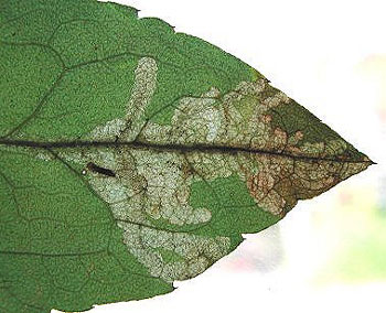 Mine of Pegomya nigrisquama Image: Rob Edmunds (British leafminers)