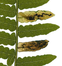 Mine of Phytoliriomyza hilarella on Pteridium aquilinum. Image: Willem Ellis (Source: Nederlandse bladmineerders)