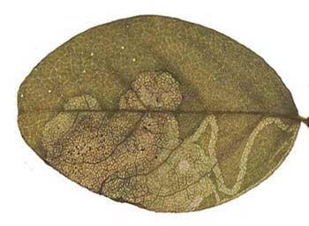 Mine of Phytoliriomyza variegata on Astragalus glycyphyllos. Image: Willem Ellis (Source: Nederlandse bladmineerders)