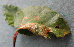 Mine of Phyllonorycter anderidae on Betula pubescens Image: Willem Ellis (Nederlandse bladmineerders)