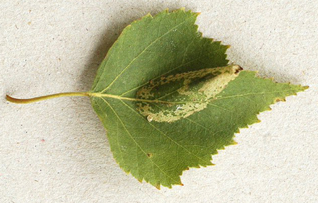 Mine of Phyllonorycter cavella on Betula Image: Ian Thirlwell (British leafminers)